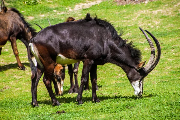 Zobenantilope — Stockfoto