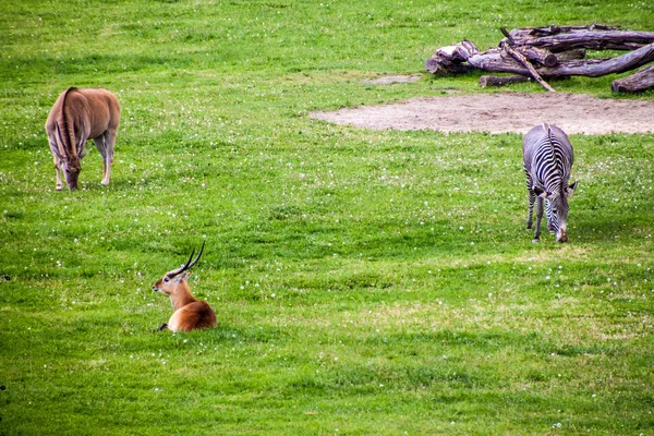 Antílope Sable y cebra de Grevy — Foto de Stock