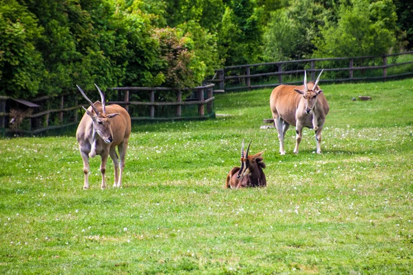 Sabelantilope — Stockfoto