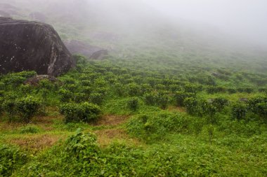Darjeeling yakınındaki çay bahçeleri