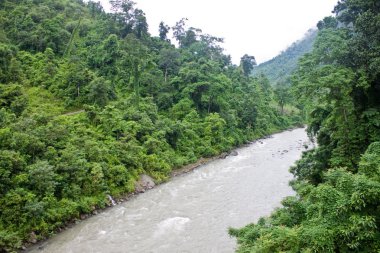 sikkim orman Nehri