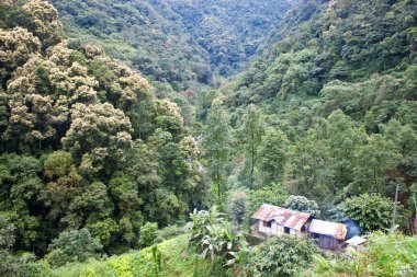 Bir ormanda küçük bir köy evi