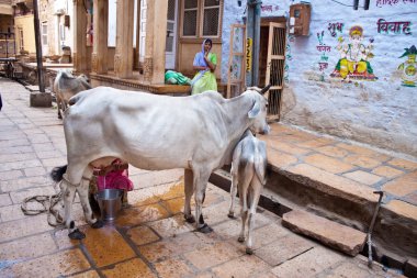 Milking a cow on a street, India clipart