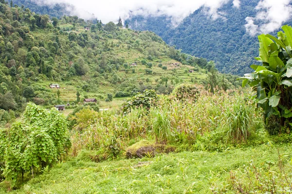 Village in a jungle — Stock Photo, Image