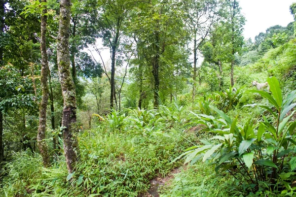 Дождевые леса в Сиккиме — стоковое фото