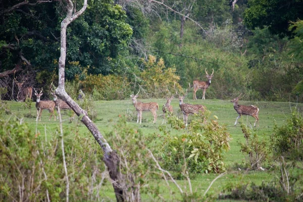 Hjort i Mudumalai National Park — Stockfoto