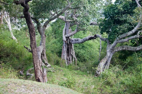 Mudumalai 国立公園 — ストック写真