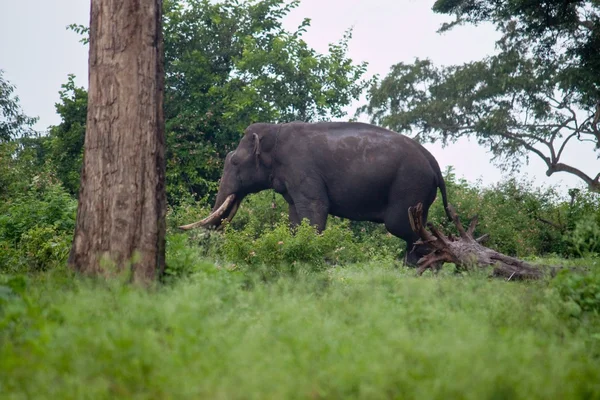 Asian elephant — Stock Photo, Image