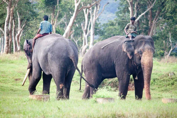 Mahout monte un éléphant au parc national de Mudumalai — Photo