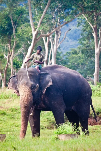 Mahout monte un éléphant au parc national de Mudumalai — Photo