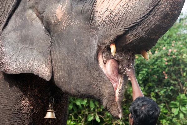 Alimentation d'un éléphant qui travaille — Photo