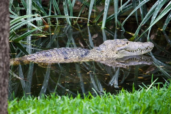 Крокодил Мореле — стоковое фото