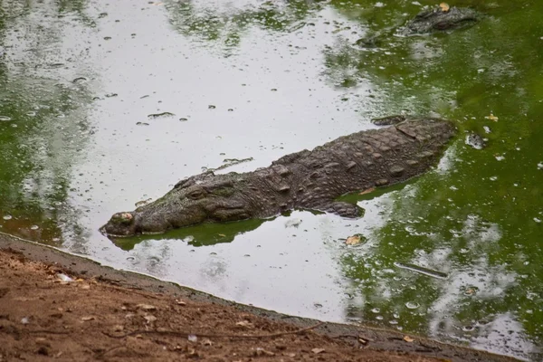 Arroz ou crocodilo de pântano — Fotografia de Stock