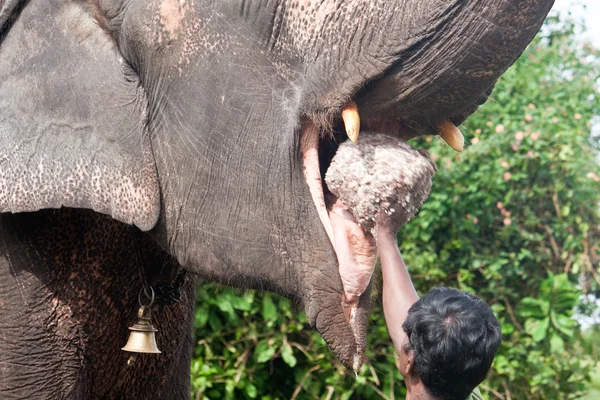 Alimentation d'un éléphant qui travaille — Photo