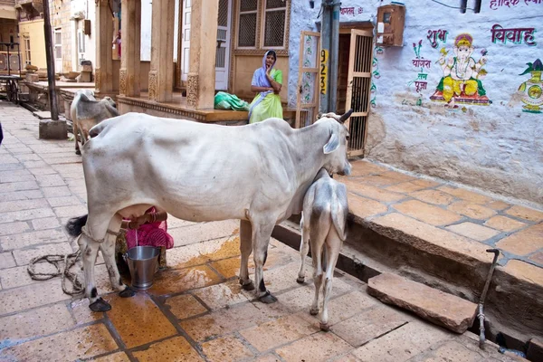 Milking a cow on a street, India