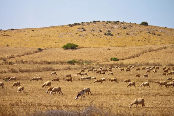 Herd of sheeps