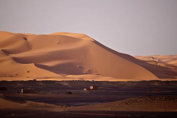 ERG African — Stok fotoğraf