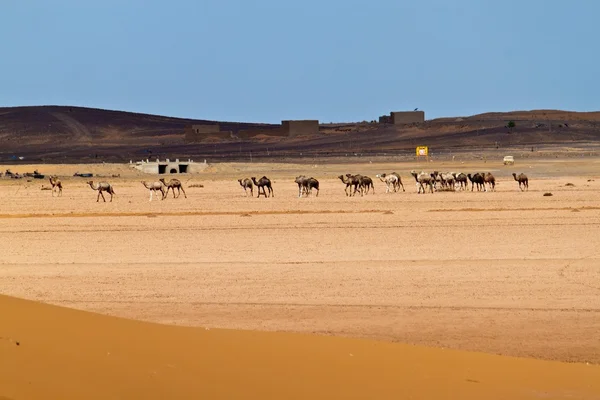 Camels in desert — Stock Photo, Image