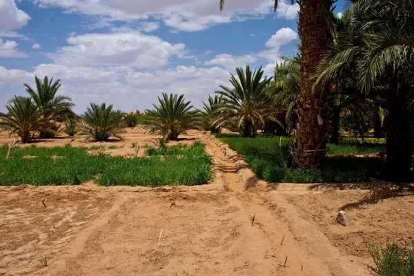 Palme nel deserto — Foto Stock