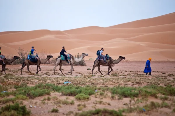 Camel caravan with tourists — Stock Photo, Image