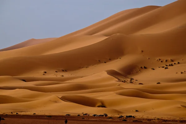 Erg Chebbi — Foto Stock