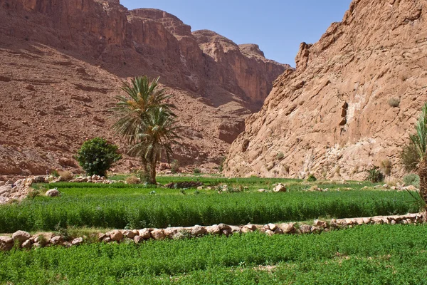 Todra Gorge canyon — Stock Photo, Image