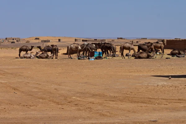 Camellos en el desierto — Foto de Stock