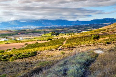 Logroño yakınındaki üzüm bağları
