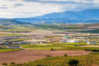 Logroño yakınındaki üzüm bağları
