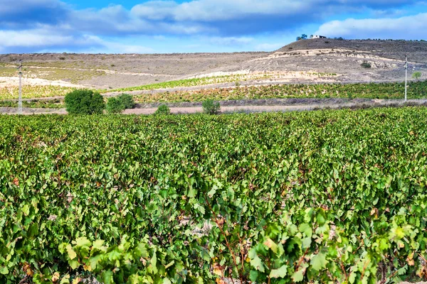 Vigneti vicino Logrono — Foto Stock