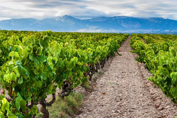 Weinberge in der Nähe von Logrono — Stockfoto