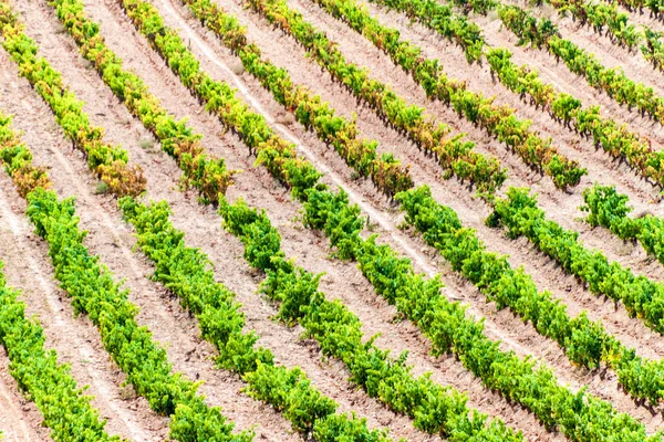 Vignobles près de Logrono — Photo
