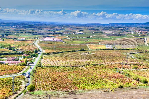 Campo com vinhas — Fotografia de Stock