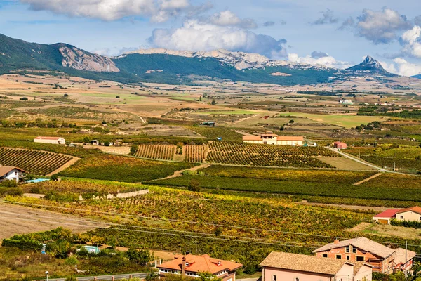 Campo con viñedos —  Fotos de Stock