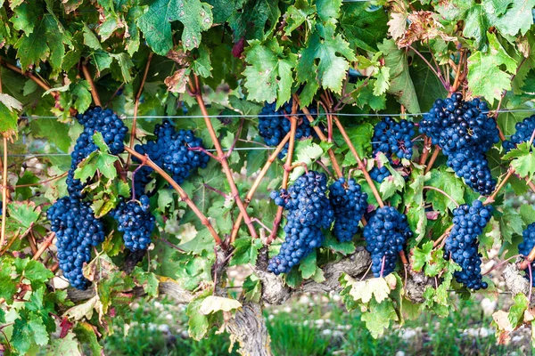 Ripe grapes — Stock Photo, Image