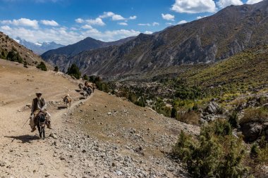 RUPAL, PAKISTAN - 30 Eylül 2023: Eşek Rupal Vadisi 'nde, Pakistan' ın Gilgit-Baltistan bölgesinde