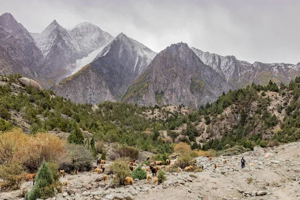 Pakistan 'ın Gilgit-Baltistan bölgesinde, Minapin Vadisi' nde koyun ve keçi sürüsü