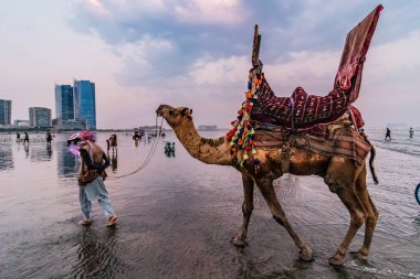 Pakistan, Karaçi 'deki Clifton Sahili' nde deve sürüşleri sunuluyor.
