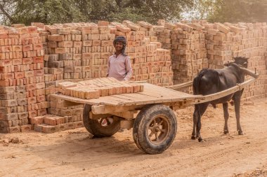 VEHARI, PAKISTAN - 24 Ekim 2023: Vehari yakınlarındaki bir tuğla fabrikasında öküz arabası, Pakistan