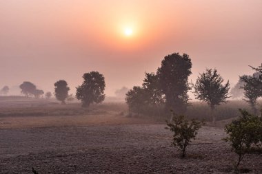 Pakistan, Punjab eyaletinin Vehari yakınlarındaki tarlaların üzerinde gün doğumu