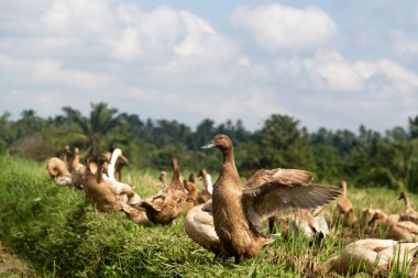 Bali 'de bir çiftlikte kahverengi ördekler