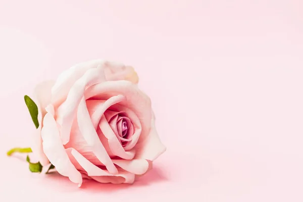 Sztuczne Słodkie Różowe Róże Miejsca Różowym Tle Walentynki Koncepcji Miłości Obraz Stockowy