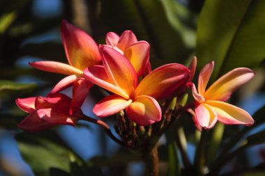 Sarı detaylı kırmızı yasemin. Cabo Frio şehri, Rio de Janeiro eyaleti, Brezilya.