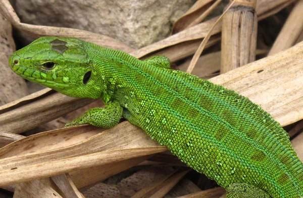 Lagarto verde — Foto de Stock