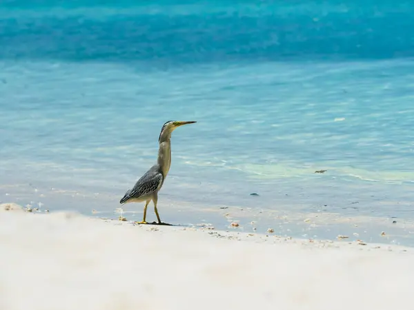 Garza Gris Ardea Cinerea Animal Joven Caminando Playa — Foto de Stock