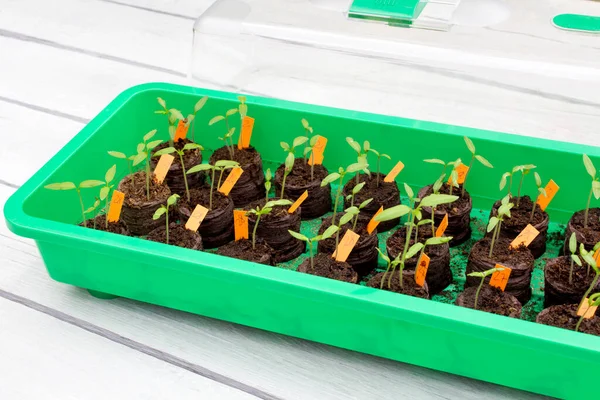 Plántulas Tomate Mini Invernadero — Foto de Stock