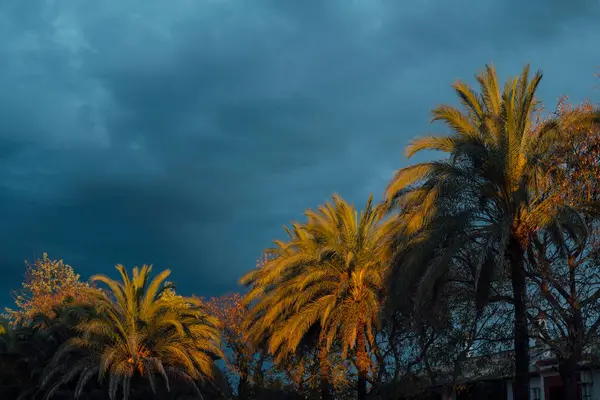 Gün Batımında Hindistan Cevizi Palmiyeleri Bulutlu Gökyüzü Huelva Spanya — Stok fotoğraf