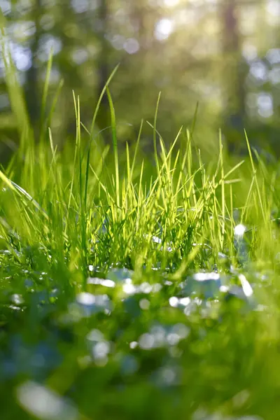 Grass Springtime Close — Stock Photo, Image