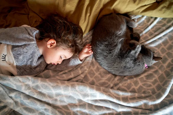 Дівчина Тодлер Сірий Кіт Спить Ліжку Вид Зверху — стокове фото