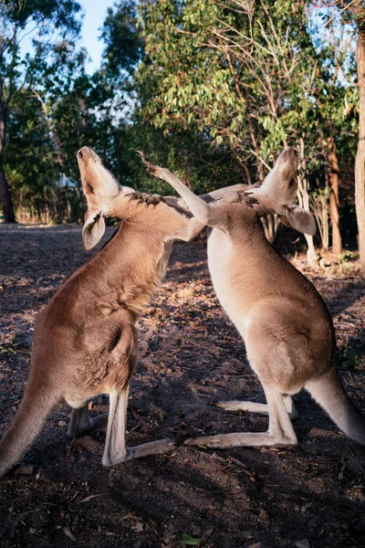 Australia Queensland Canguros Rojos Juegan Lucha — Foto de Stock